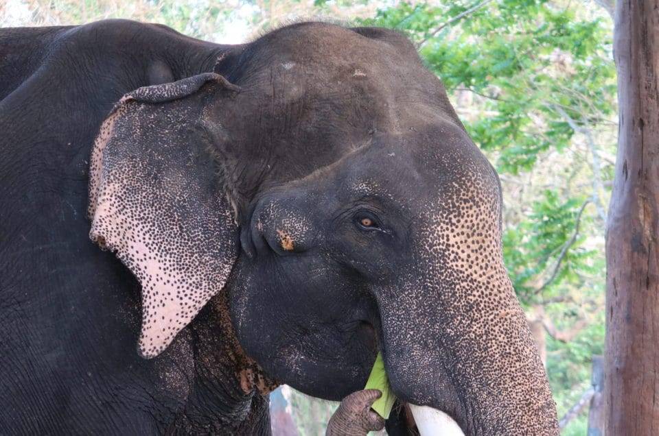 Head shot of elephant in Dhupjhora Elephant Camp-West Bengal-India