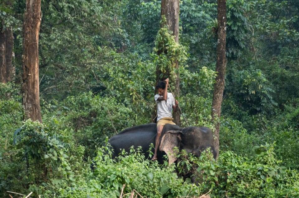 Mahout sitting on back of elephant walking through dense vegetation