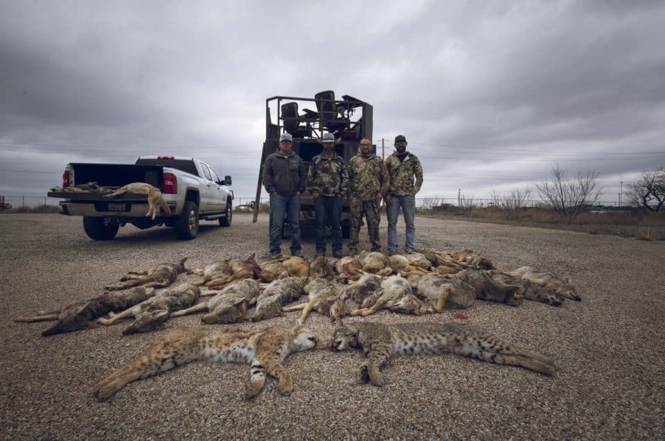 Predator killers posing with multi animal carcasses lying on the ground during predator killing contest
